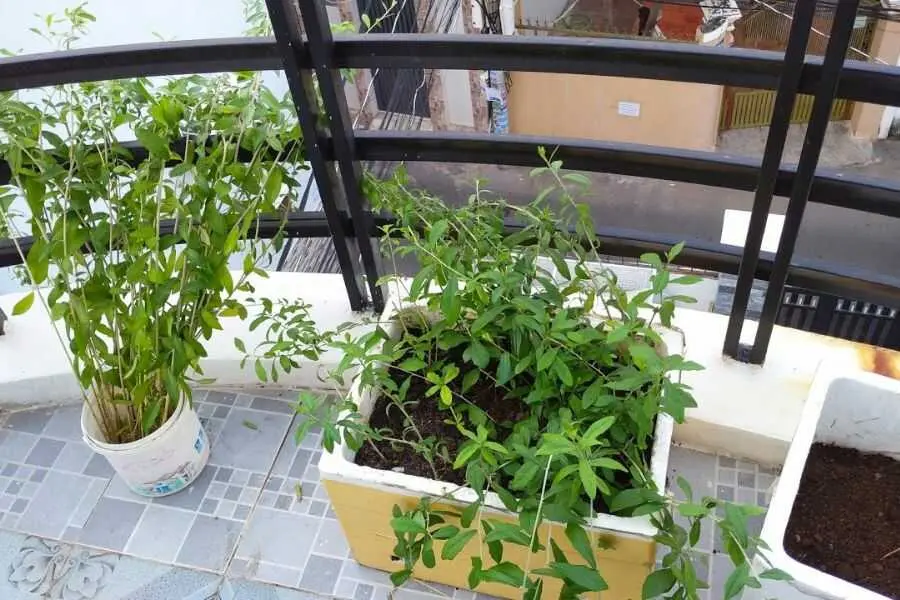 Nên chọn loại đất tơi xốp, dễ thoát nước khi trồng cây cúc tần.
