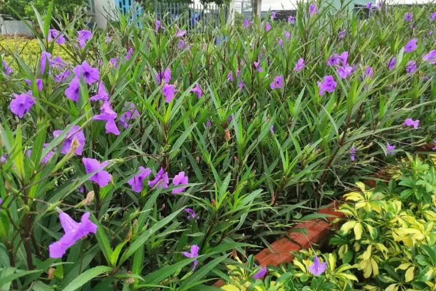 Cây hoa chiều tím đại diện cho tình yêu son sắt, thủy chung