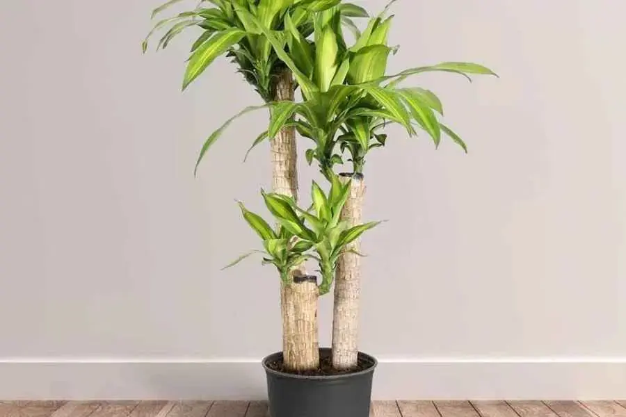 Hãy kiểm tra chậu cây trong văn phòng của mình thường xuyên