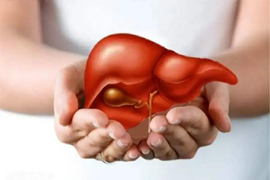 Bào tử nấm giúp cải thiện gan