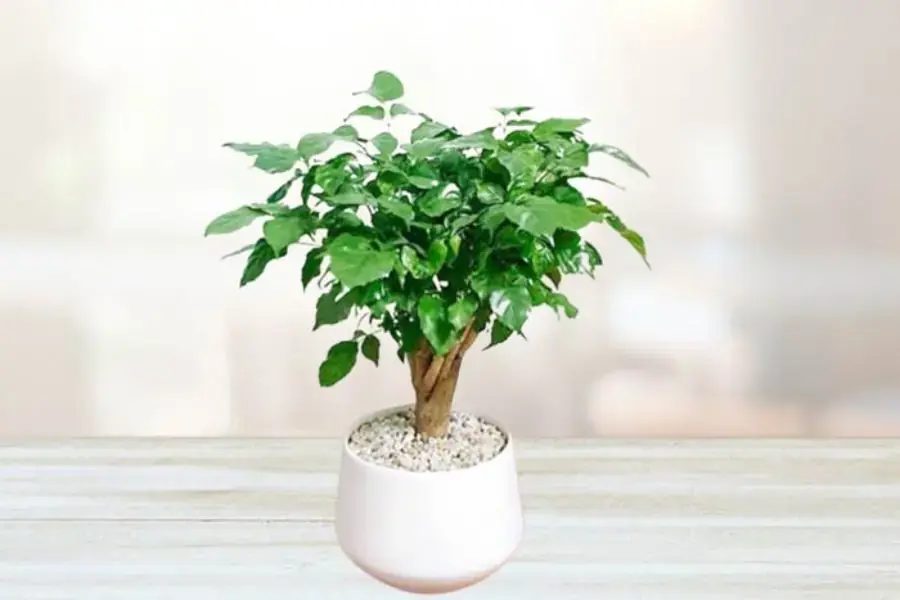 Có thể tưới phân bón cho cây từ 4 - 5 tháng/1 lần.