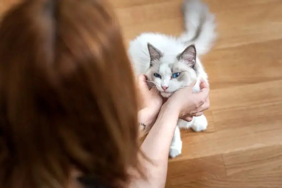  Chúng có bộ lông khá dày và nên được chải thường xuyên bằng lượt cao su.