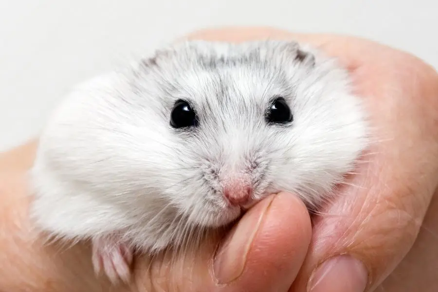 Không bế Hamster khi tay bạn có mùi kỳ lạ.