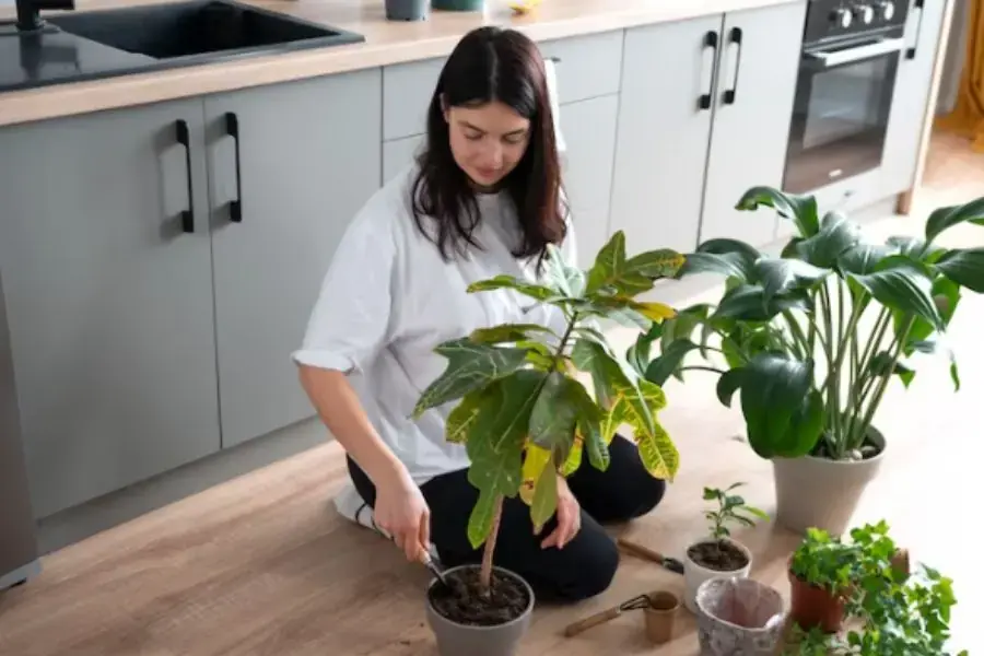 Cây bị bệnh, lá vàng khó chăm sóc