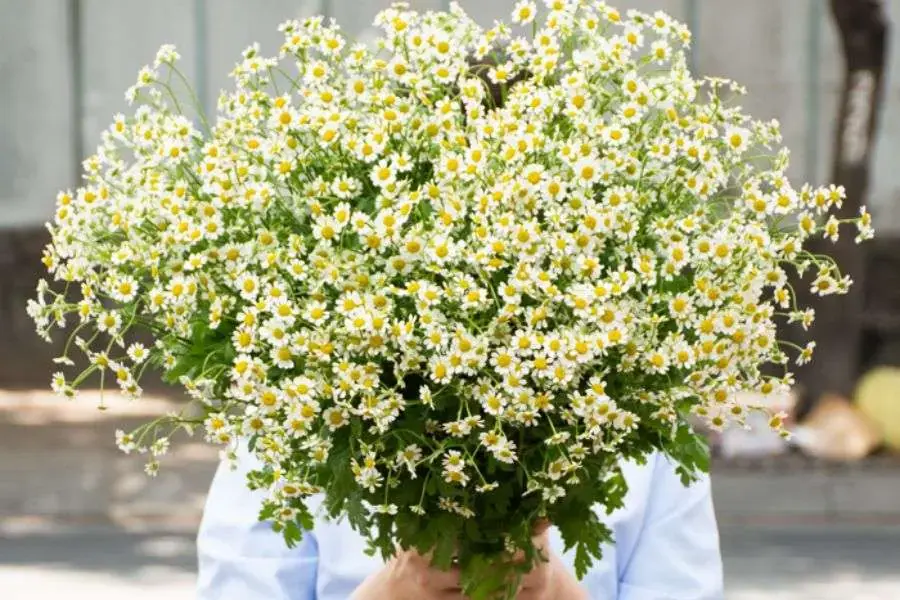 Hoa cúc Tana được nhiều người yêu nghệ thuật lựa chọn để chụp ảnh.