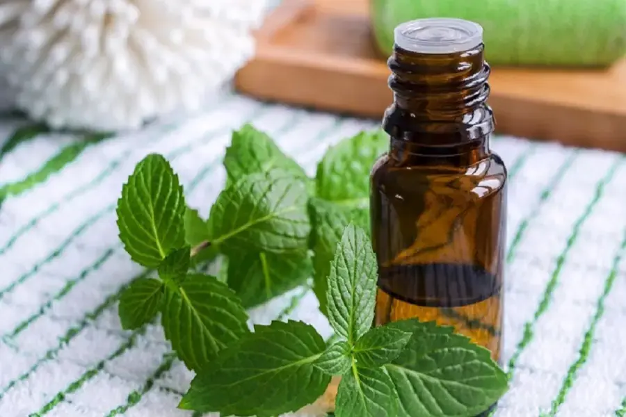 Ngoài xua đuổi côn trùng, tinh dầu bạc hà còn hỗ trợ giấc ngủ