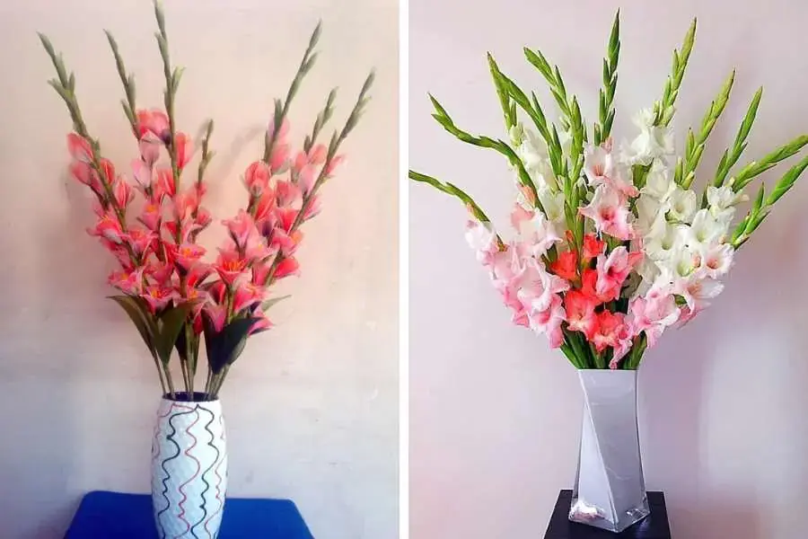 Sắc hồng của hoa lay ơn rất nhẹ nhàng và tô điểm cho không gian.