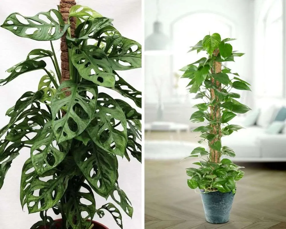 Nên cắm cọc cho trầu bà leo để cây phát triển được cao lớn hơn.