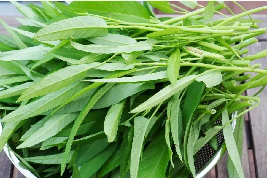 Rau muống tươi
