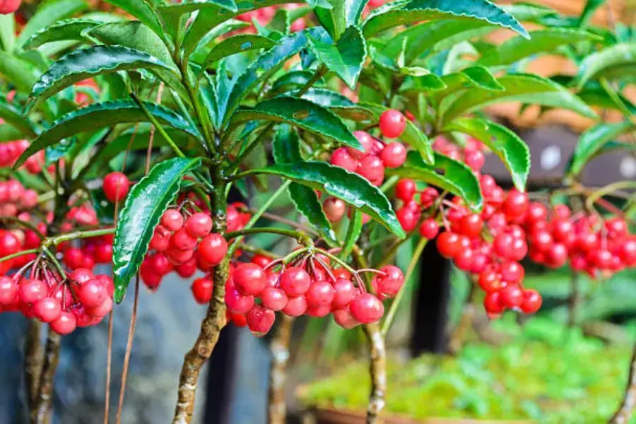 Kim Ngân Lượng được yêu thích bởi ý nghĩa mang lại tài lộc.