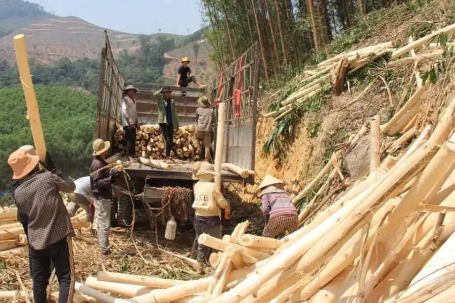Gỗ keo được ứng dụng vào công nghiệp sản xuất đồ nội thất gỗ.