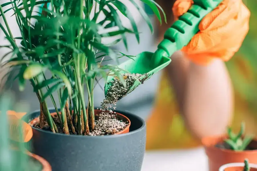 Bón phân định kỳ giúp cây khỏe mạnh hơn.