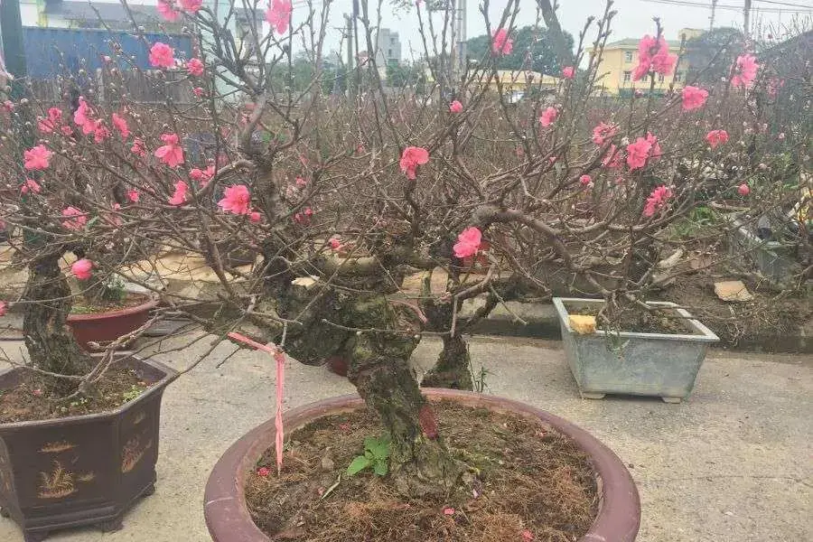 Đảo gốc hoa đào trước Tết.