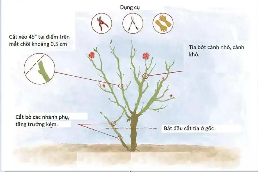 Kỹ thuật cắt tỉa đúng cách