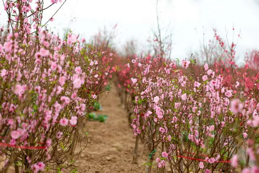Việc giữ ẩm cho đất là vô cùng quan trọng đối với việc trồng cây đào.