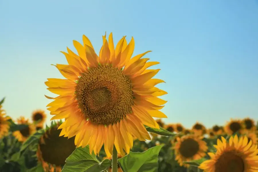 Hoa Hướng Dương hay hoa mặt trời với tên khoa học là Helianthus annuus có nguồn gốc từ Bắc Mỹ.