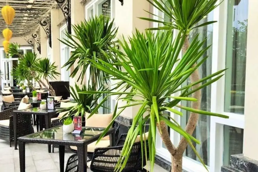 Không gian nổi bật hơn nhờ trang trí loài cây phát tài.