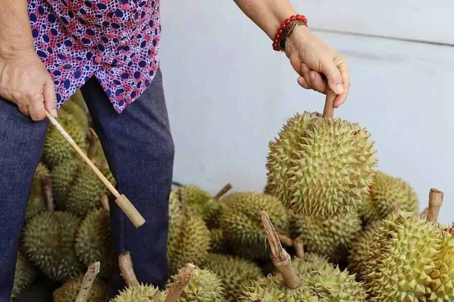 Âm thanh lộp bộp đủ lớn khi vỗ vào quả sầu riêng là dấu hiệu một quả sầu riêng ngon (Nguồn: Shutterstock)