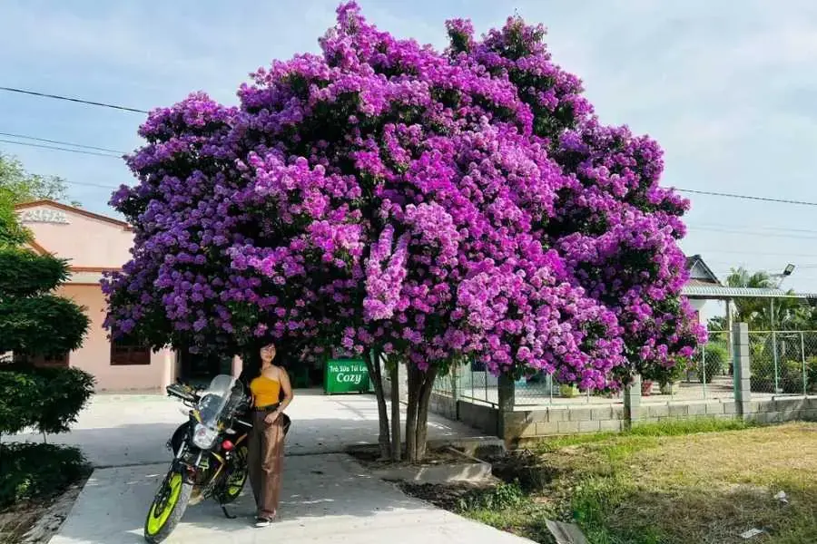Hoa Bằng Lăng tím nở rộ ấn tượng và đẹp mắt.
