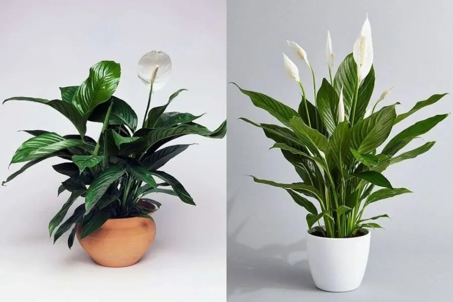 Bạch môn (lan ý) có tên khoa học là Spathiphyllum Wallisii, có nguồn gốc từ các vùng nhiệt đới ở Nam Mỹ và Đông Nam Á.