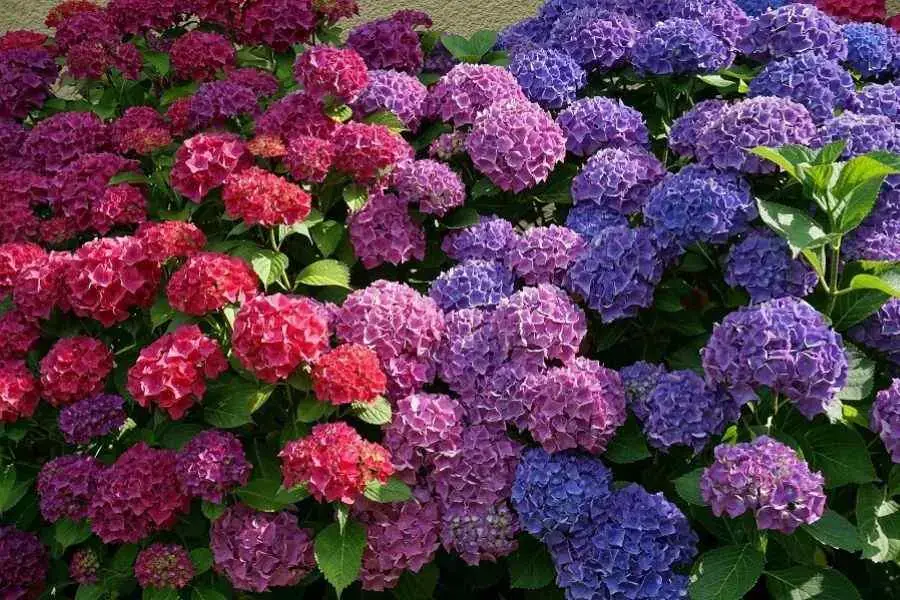 Vườn cẩm tú cầu 3 màu đẹp mắt và độc đáo.