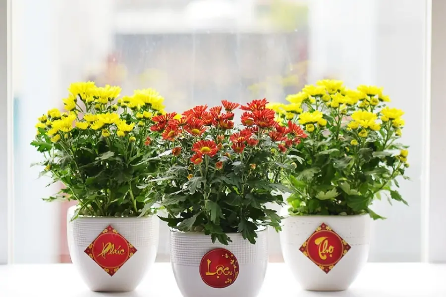 Chọn cây dễ chăm sóc, phù hợp với không gian.