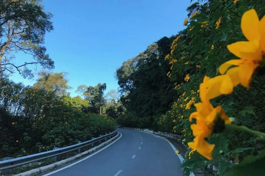 Đèo phượt Ba Vì mây xanh hoa vàng vào tiết trời mùa Đông.