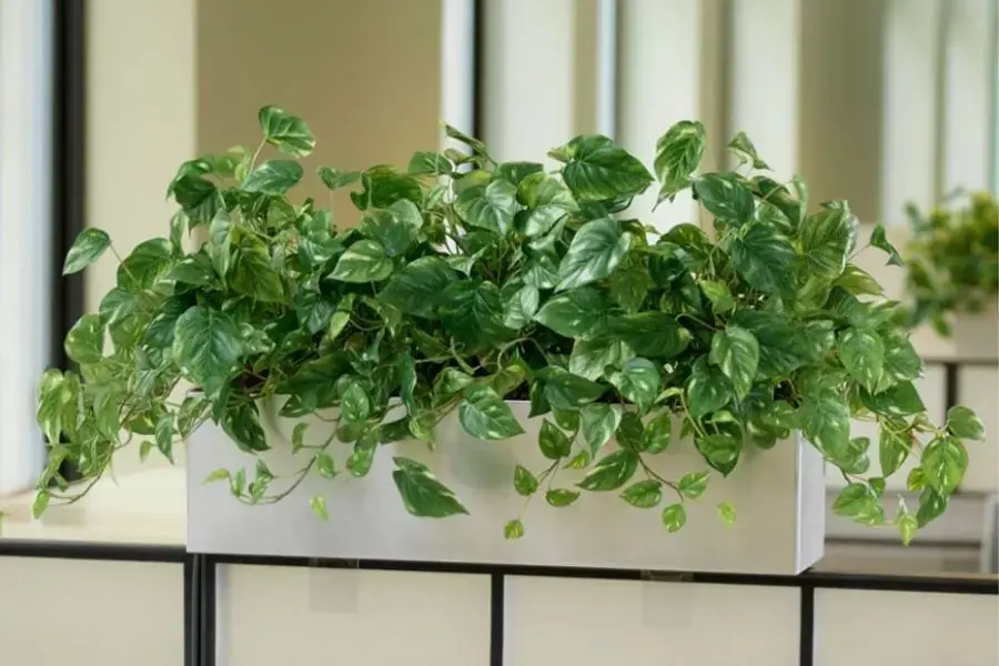 Không gian trở nên tươi mát hơn nhờ loài cây cảnh này