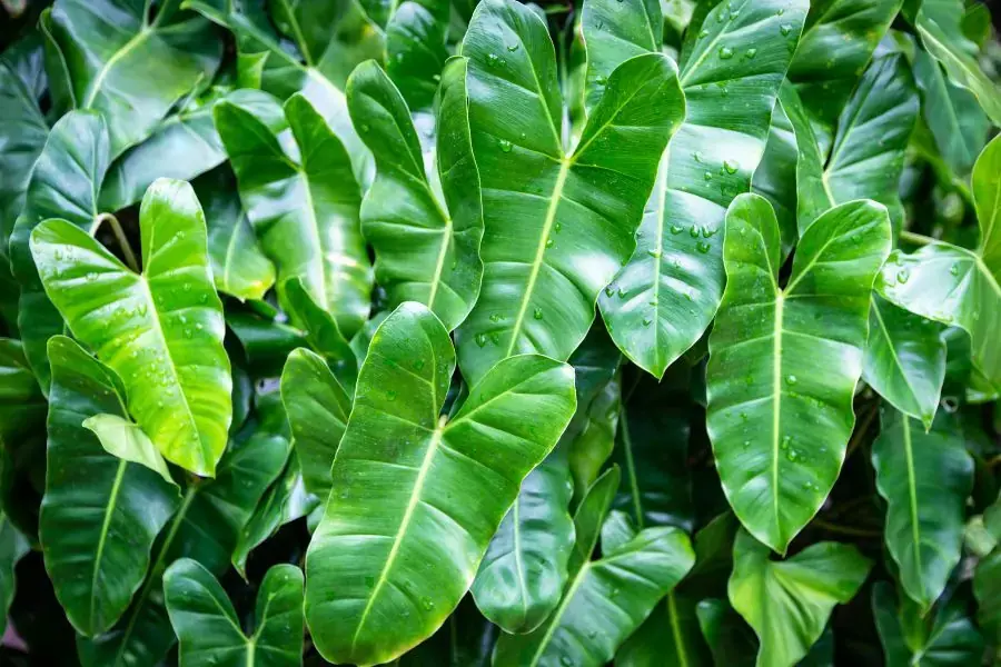 Lá cây trầu bà đế vương xanh và tươi.