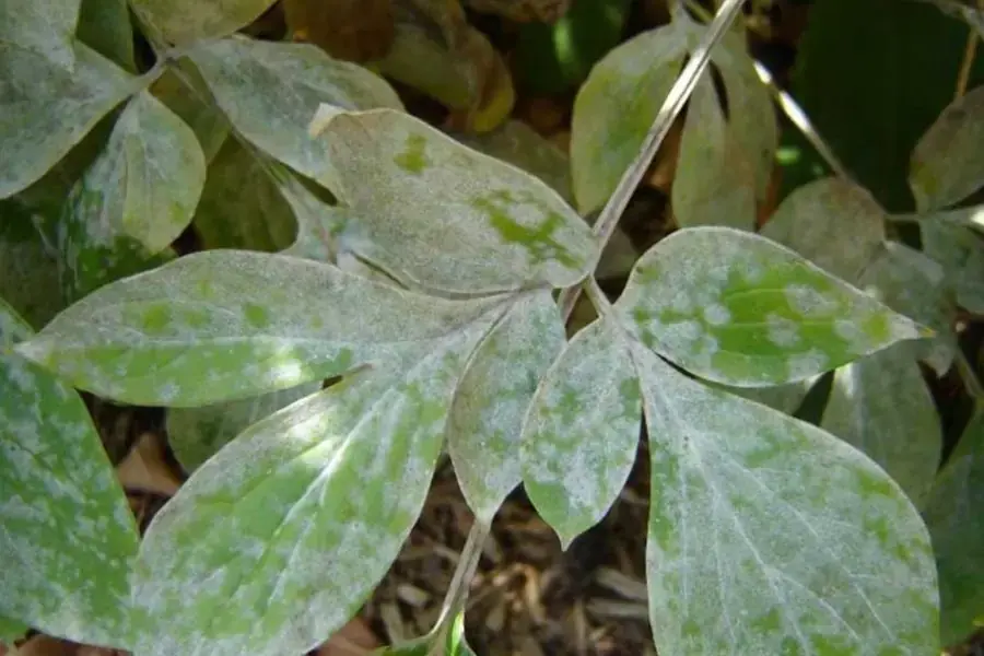 Bệnh phấn trắng trên lá keo.