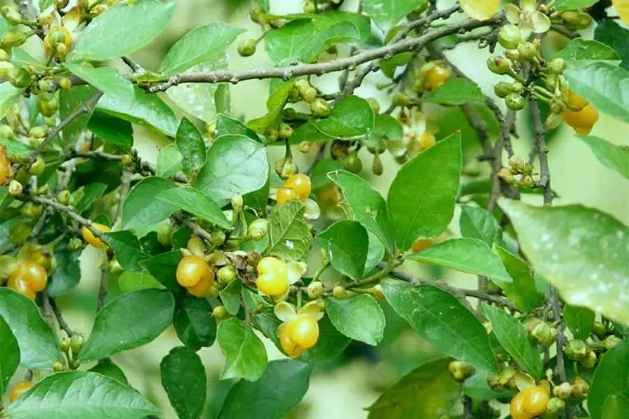 Nhiều chất chống lại vi khuẩn được tìm thấy ở loại cây này.