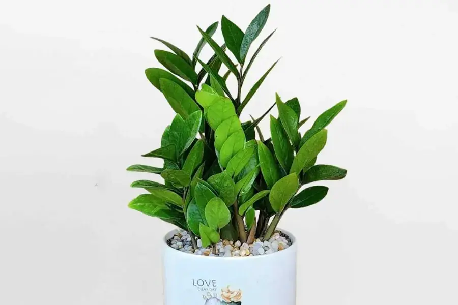 Giống cây này thường mọc thành bụi, lá mọc đối xứng
