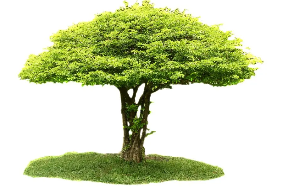Mai chiếu thuỷ thích hợp trồng nơi có nhiều ánh sáng.