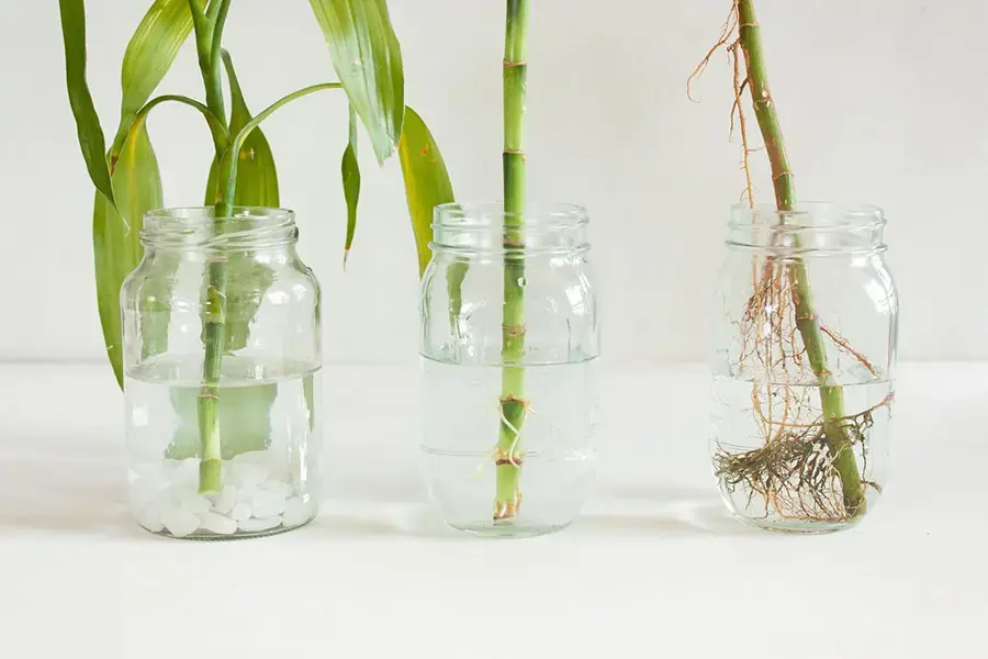 Chú ý thay nước thường xuyên cho cây thủy sinh.