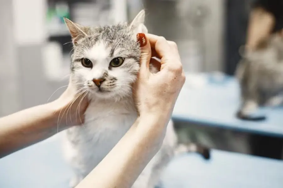 Cách tắm cho mèo bằng sữa tắm khô.