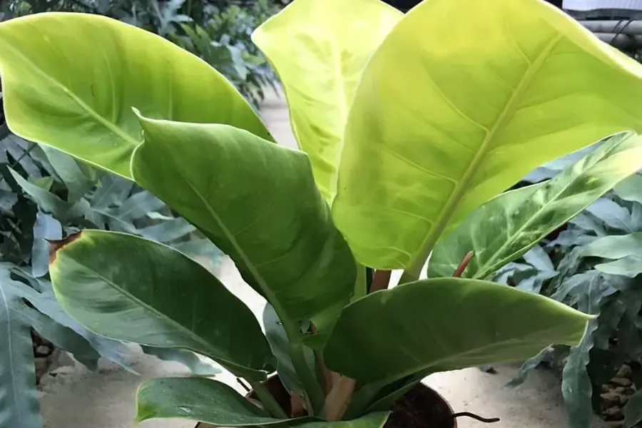 Cây trầu bà đế vương vàng đẹp.