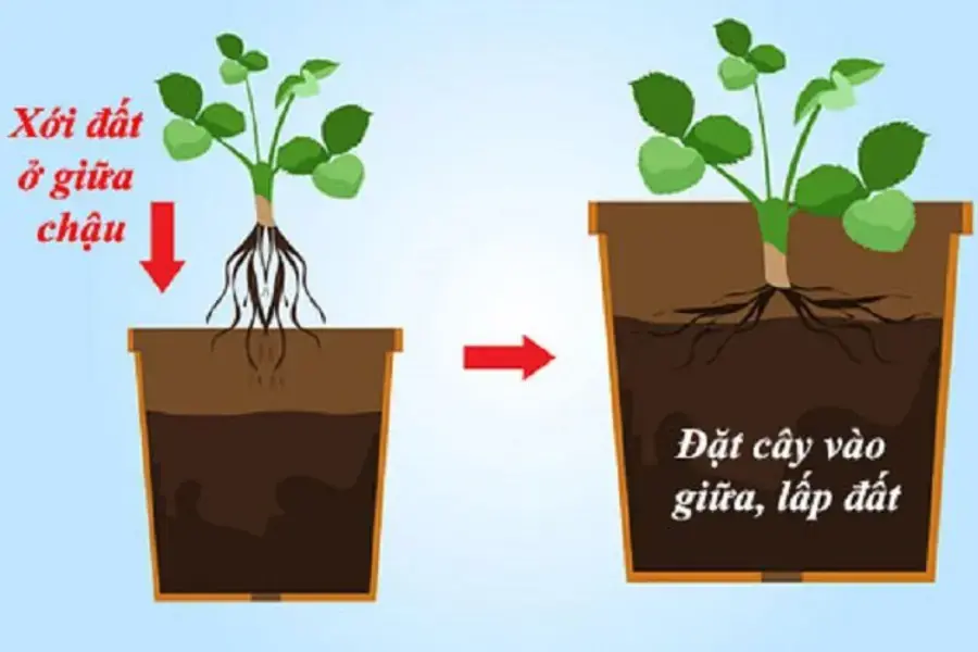 Đặt rễ dâu tây vào ụ đất