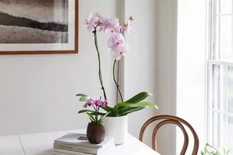 Lan hồ điệp thuộc có tên khoa học là Phalaenopsis.