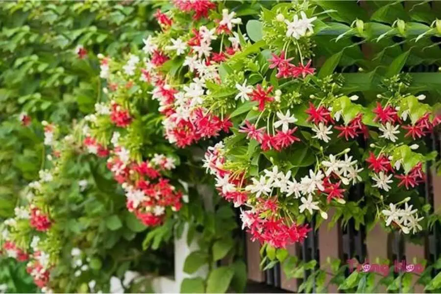 Cây sử quân tử thuộc họ dây leo, hoa mọc thành chùm, rủ xuống.