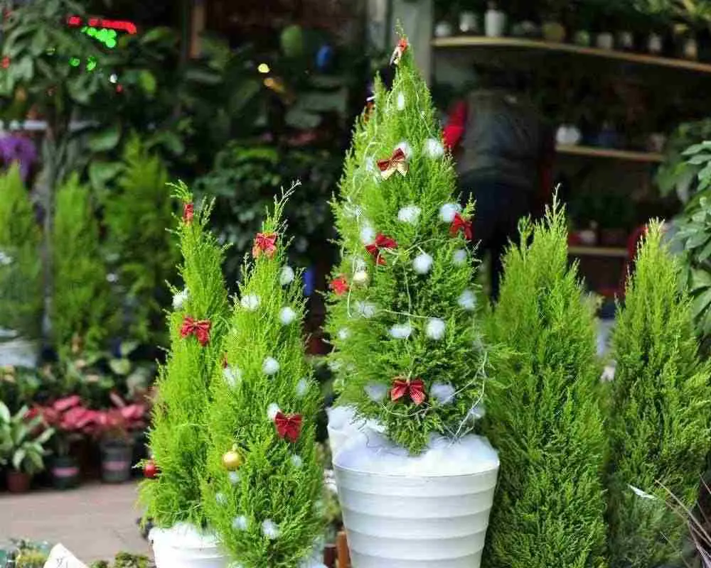 Cây tùng thơm thường được sử dụng để trang trí nhà cửa dịp Noel.