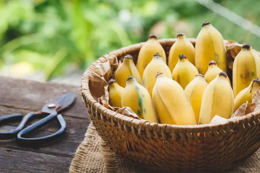 Mẹ bầu nên ăn khoảng 1-2 quả chuối mỗi ngày.