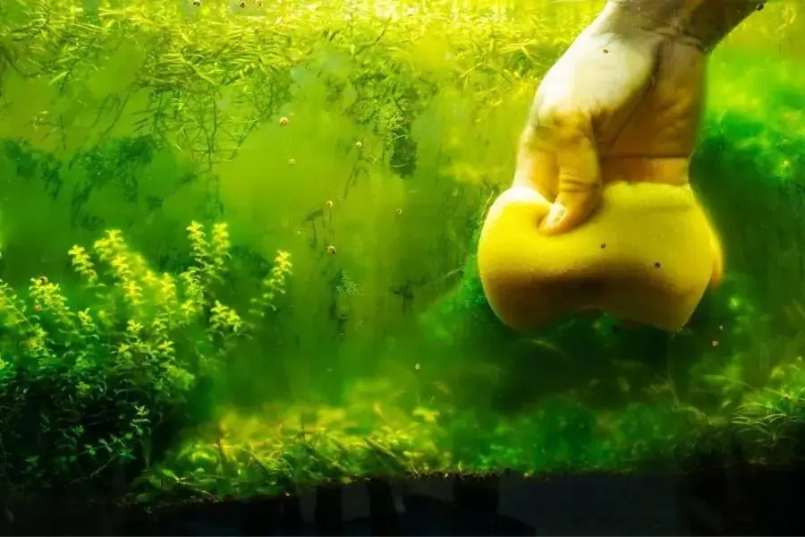 Lau chùi kính từ bên trong
