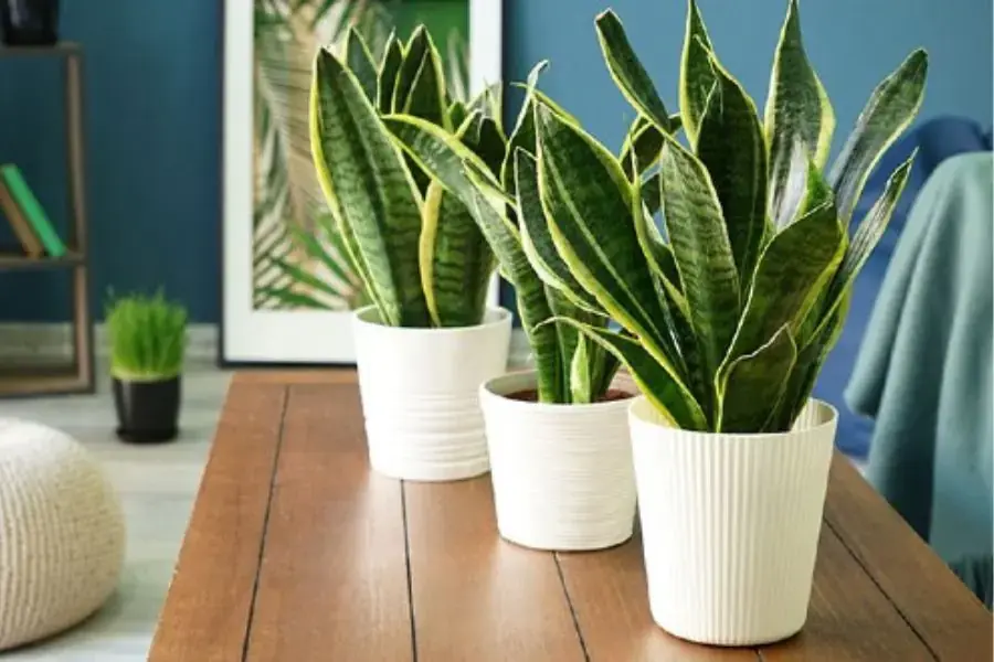 Đặt cây Lưỡi Hổ trên bàn làm việc giúp phòng tránh những điều xui rủi