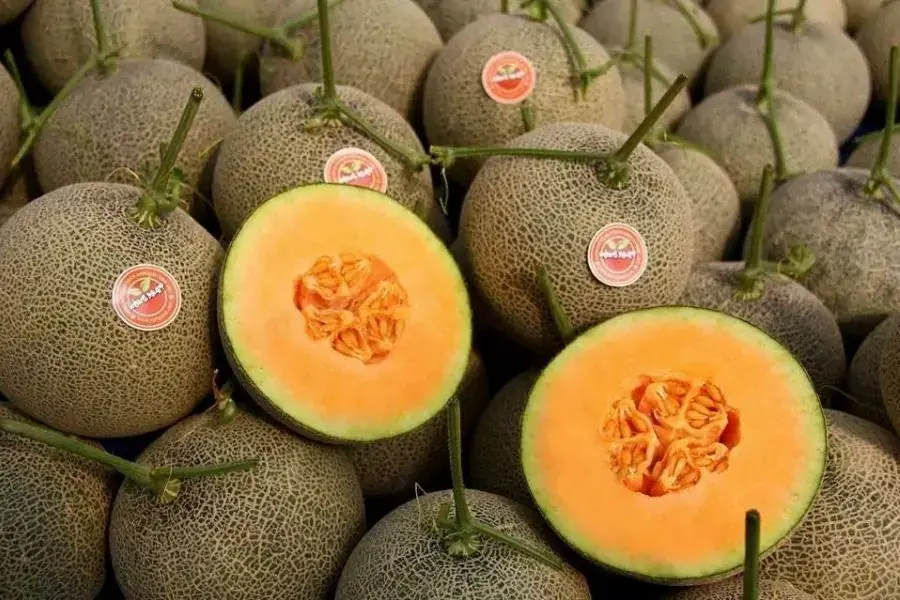 Dưa lưới Nhật Taki