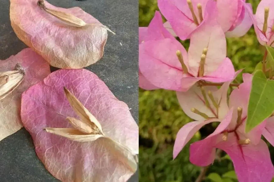 Mua hạt hoa giấy ở những nơi uy tín, đảm bảo chất lượng (Hình ảnh: Bagan Bilas)