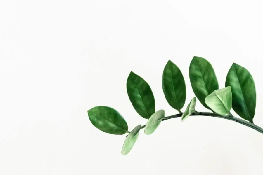 Chọn lá to, dày và có màu xanh đậm để nhân giống đạt hiệu quả cao