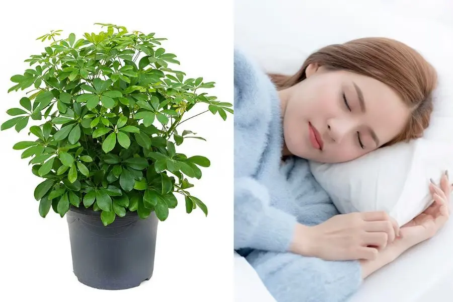 Giấc ngủ của bạn sẽ ngon và sâu hơn nhờ loài cây này.
