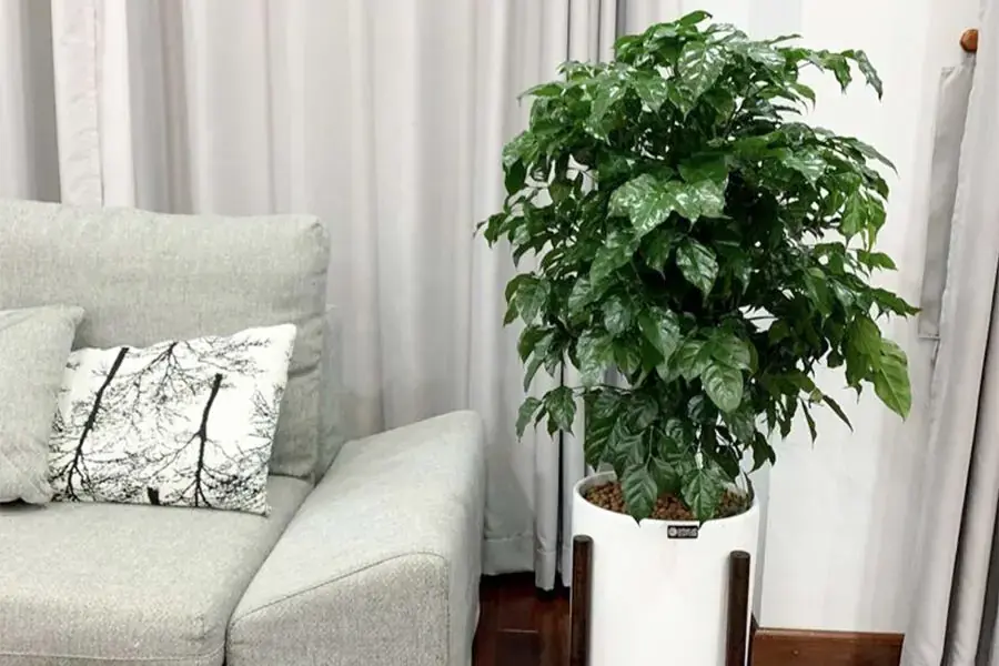Hạnh phúc mang lại cảm giác thư giãn, giải tỏa căng thẳng.