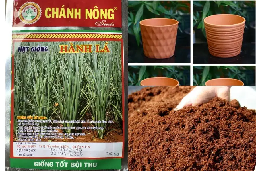 Nguyên liệu để trồng hành lá tại nhà bằng hạt giống