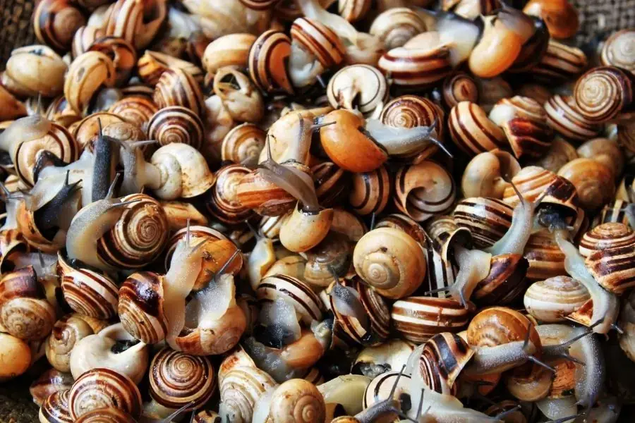 Ốc rất giàu chất dinh dưỡng tốt cho cơ thể
